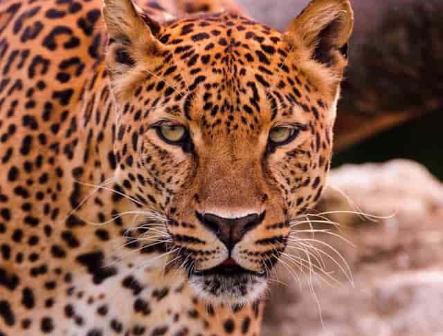 ELLE女包618出摊啦！