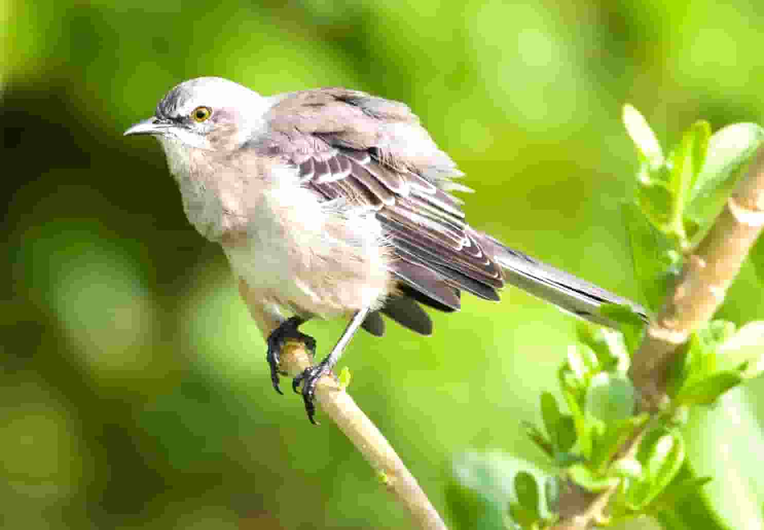 宇宙中有没有卫星的卫星