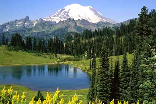 袖虎警告：这样洗澡会死猫！