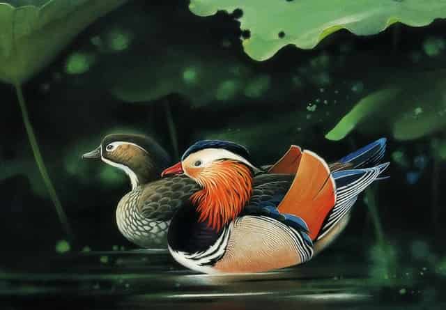 袖虎病猫攻略：猫咪多囊肾是什么