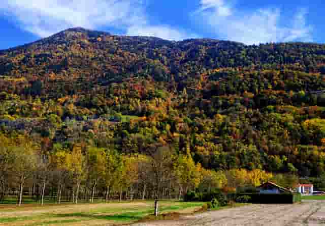 进入热门宠物行业，“口碑王”袖虎宠物带你成功！