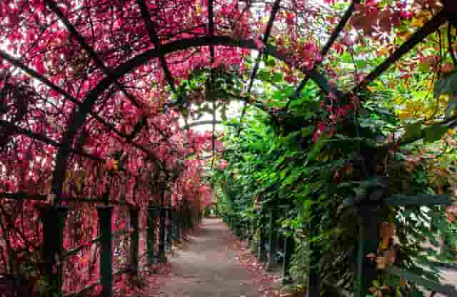 袖虎病猫攻略：猫眼睛颜色和耳聋有关系吗