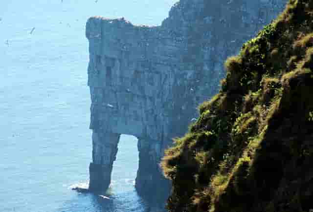 袖虎病猫攻略：猫咪得了角膜炎怎么办