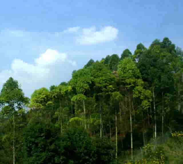 女乒孙颖莎半决赛(中国女乒孙颖莎年龄)